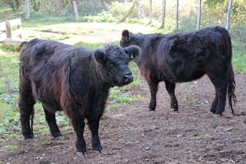 Fototapeta premium Schwarze Galloway Rinder aus Schottland (Hochland Rinder)