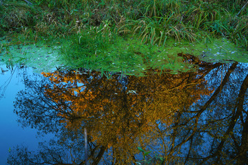 River in the forest in late summer or early autumn with lots of plants