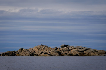 Fototapeta na wymiar Brown laminaria on White sea bay, Russia