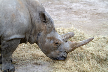 Naklejka premium Rhinoceros blanc
