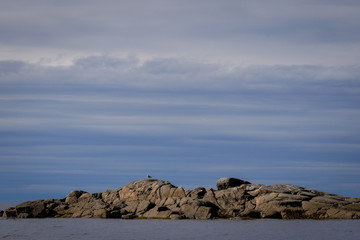Brown laminaria on White sea bay, Russia