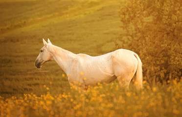 Obraz na płótnie Canvas Beautiful white horse on a field in summer