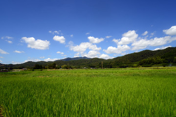 Fototapeta premium Kitasaga-15