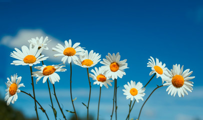 Fototapeta na wymiar natural background of many beautiful wild flowers white daisies on blue sky