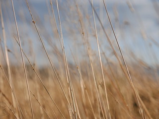 Obraz premium grass in the wind