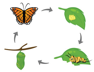 Life cycle of Butterfly. Cartoon cute vector Illustion EPS10 on white background.