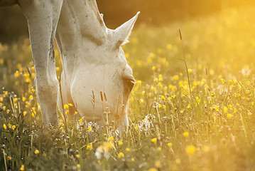 Beautiful white horse on a field in summer