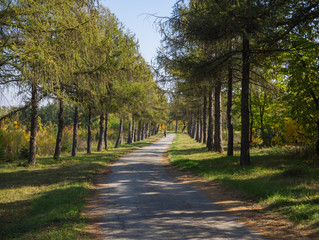 Pine alley in a sunny autumn Park.
