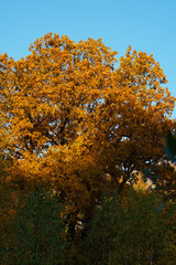 Fototapeta premium Oak grove in autumn with a oak tree in orange foliage
