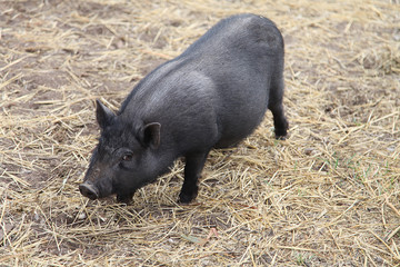 little pig walks on the street on the farm