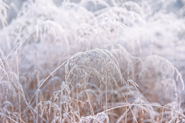 Winter Christmas picturesque background with copy space. Snowy landscape with trees covered with snow, outdoors.