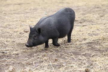 little black pig walks on the street on the farm