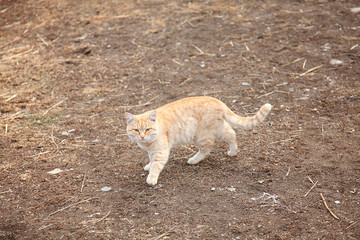 pensive red cat walking on the farm