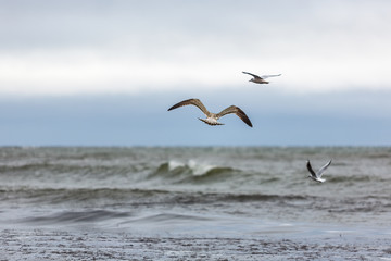 Juvenil fiskm&aring;s flyger vid havet