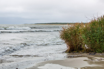 Vass på en blåsig sandstrand vid havet