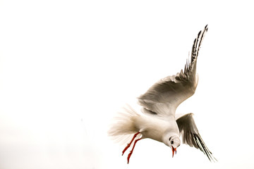 Black headed gull during a flight