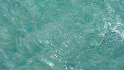 Fish feeding. Small fishes eating bread in crystal clear sea water. Turkey.