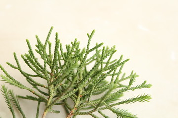 Leaf White Background