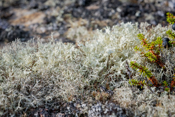 Forest white moss or reindeer moss on rocks