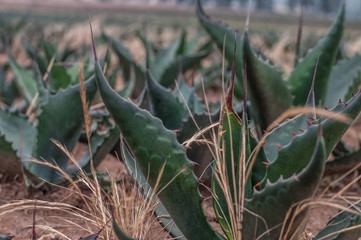 Obraz premium campo de maguey pulque tierra verde carretas antiguas