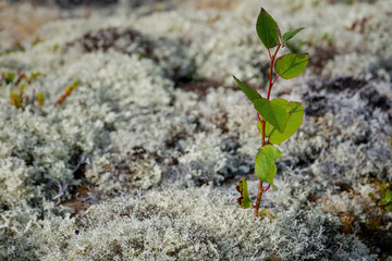 Forest white moss or reindeer moss on rocks