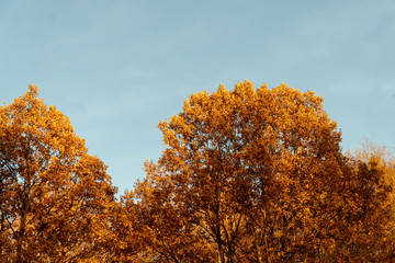 Gold autumn forest with gold foliage and blue sky