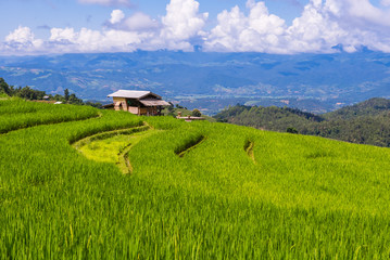 Fototapeta na wymiar Small house and rice terraces field at pabongpaing village rice terraces Mae-Jam Chiang mai, Thailand