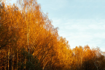 Golden autumn forest
