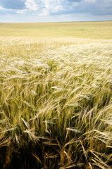 Fototapeta na wymiar Barley field under cloudy blue sky in Ukraine