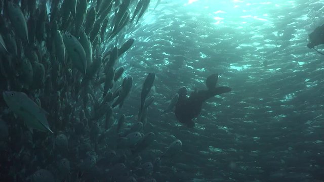Two divers surrounded by Massive school of bigeye trevally ( Caranx sexfasciatus) 