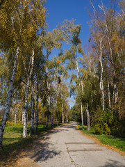 Birch alley in a sunny autumn Park.