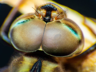 Extreme macro shot eye of head dragonfly in wild. Close up detail of eye dragonfly is very small. Dragonfly on yellow leave. Selective focus.