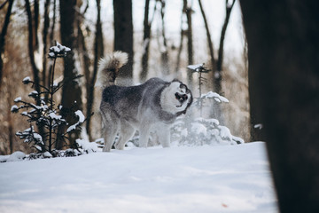 winter alaskan malamute