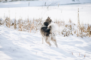 winter alaskan malamute