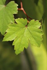 Leaf Nature Background