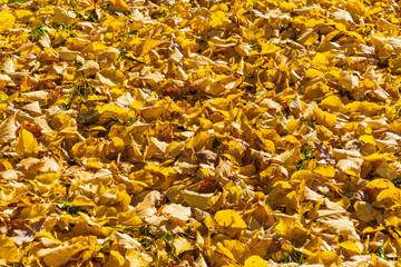 Autumn natural background image with bright yellow foliage