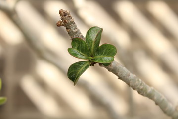 Leaf Nature Background