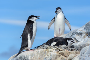 Obraz premium Chinstrap penguin on the beach in Antarctica