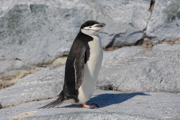 Chinstrap penguin on the beach in Antarctica