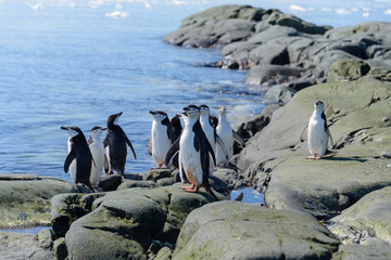 Obraz premium Chinstrap penguin on the beach in Antarctica