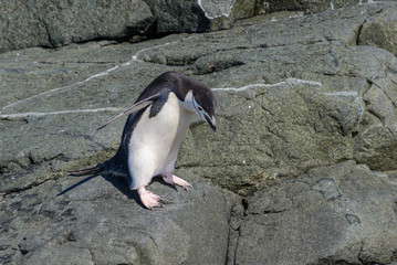 Chinstrap penguin on the beach in Antarctica