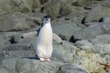 Poster Chinstrap penguin on the beach in Antarctica © Alexey Seafarer