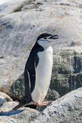 Fototapeta premium Chinstrap penguin on the beach in Antarctica close up