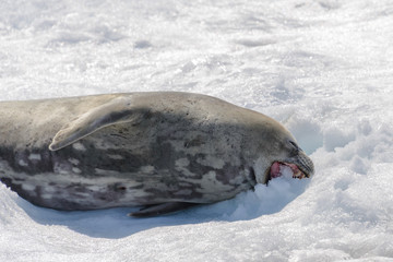 Leopard seal on beach with snow in Antarctica