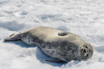 Obraz premium Leopard seal on beach with snow in Antarctica