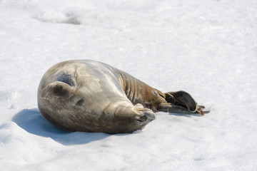 Leopard seal on beach with snow in Antarctica
