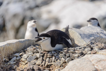 Chinstrap penguin laying on the rock in Antarctica