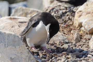Naklejka premium Chinstrap penguin on the beach in Antarctica