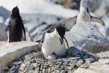 Cercles muraux Pingouin Manchot à jugulaire avec oeuf sur la plage en Antarctique