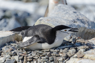 Fototapeta premium Chinstrap penguin laying on the rock in Antarctica